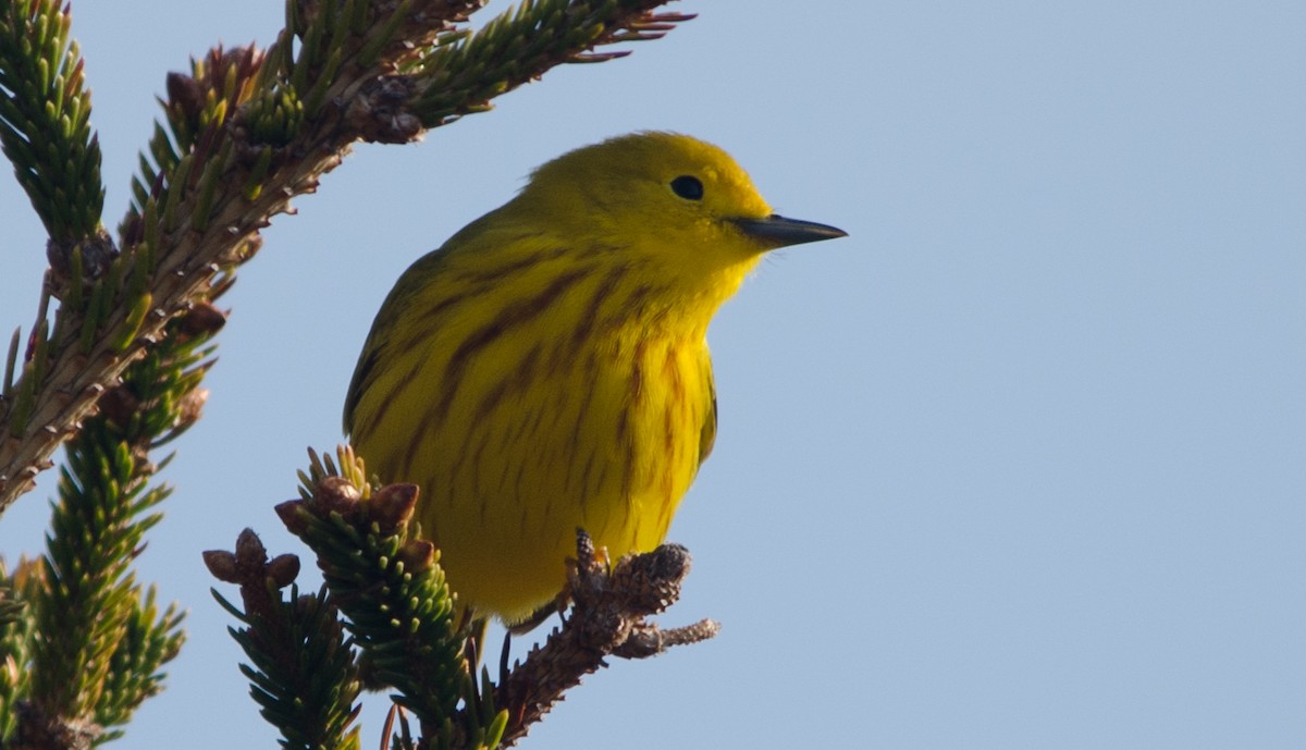 Northern Yellow Warbler - ML647279476