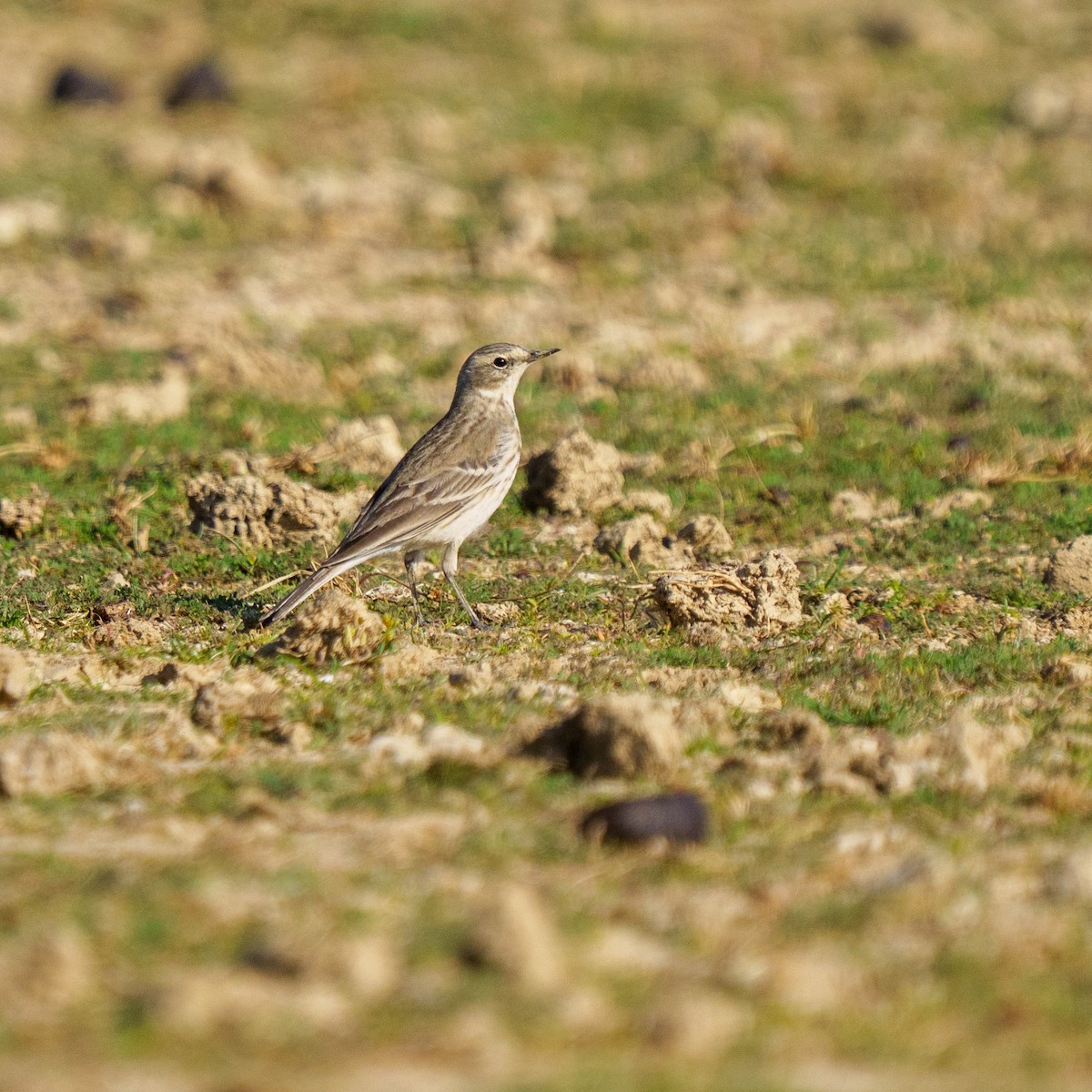 linduška horská - ML647279494