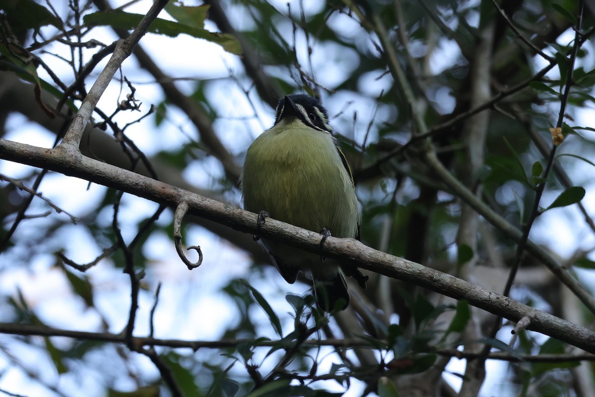Yellow-rumped Tinkerbird - ML647279527