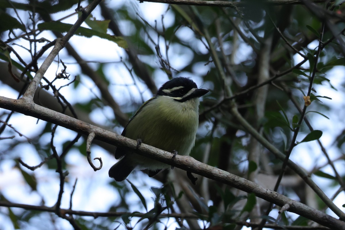 Yellow-rumped Tinkerbird - ML647279530
