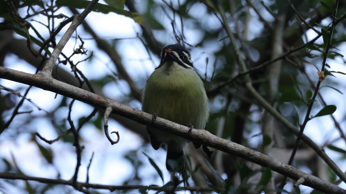 Yellow-rumped Tinkerbird - ML647279531