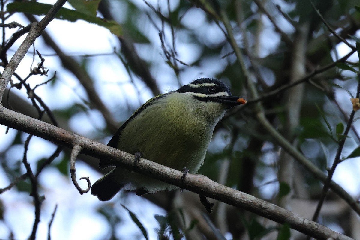 Yellow-rumped Tinkerbird - ML647279532