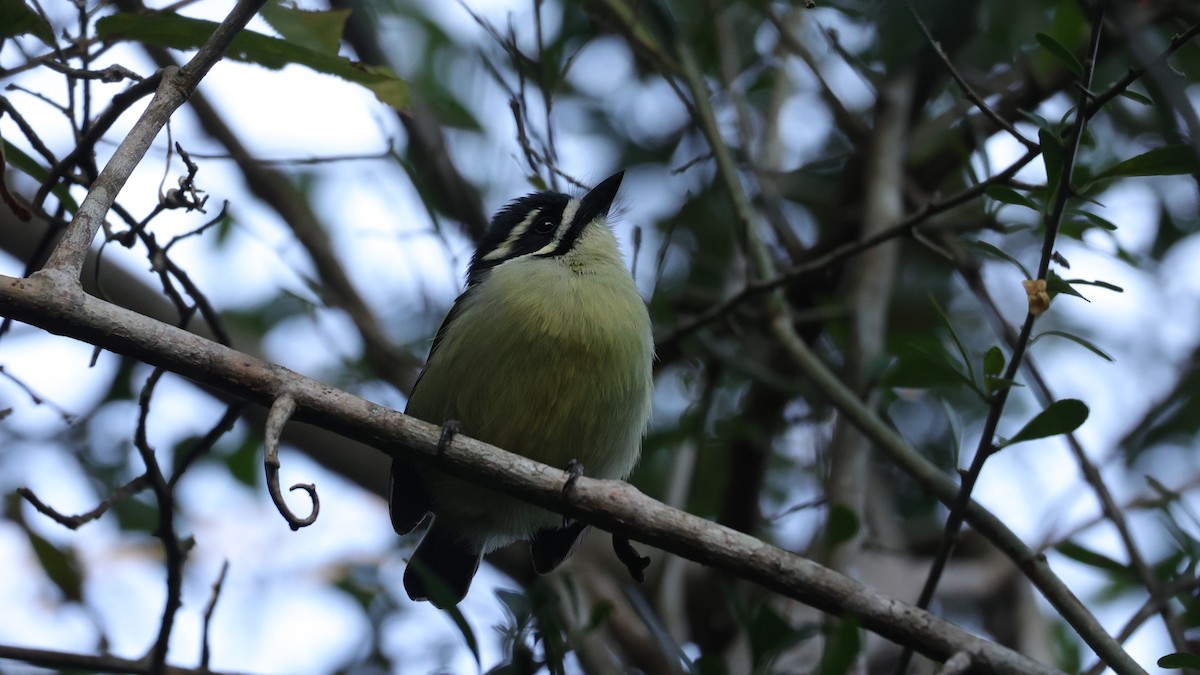 Yellow-rumped Tinkerbird - ML647279535