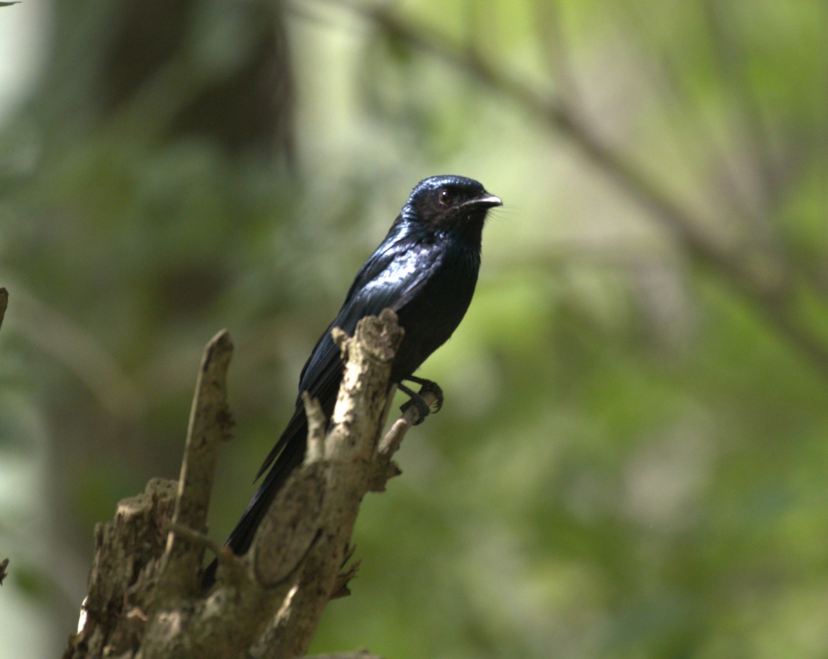 drongo indomalajský - ML647279544