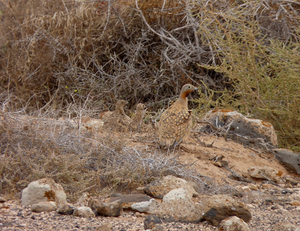 Black-bellied Sandgrouse - ML647279552