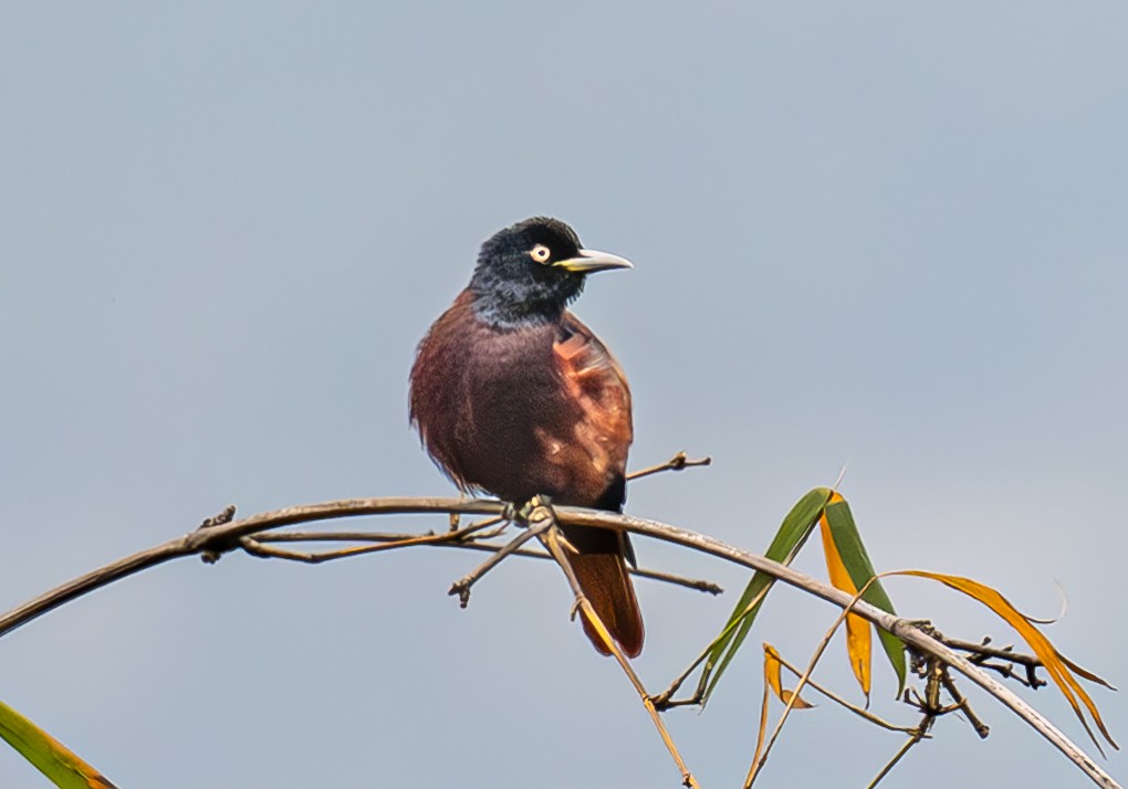 Maroon Oriole - ML647279554