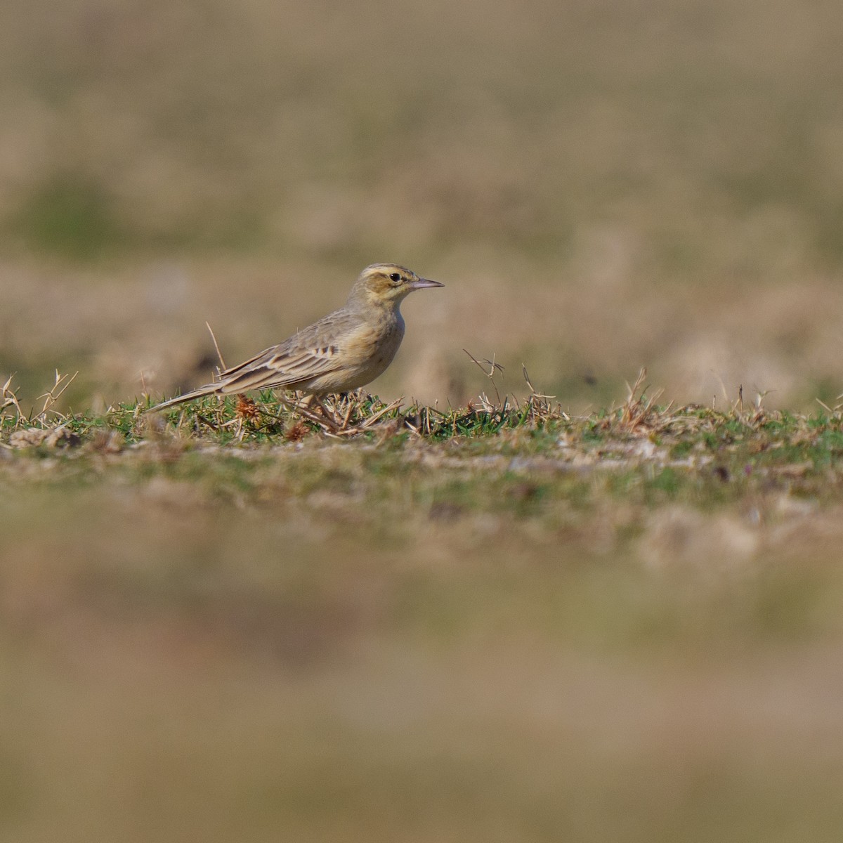 linduška úhorní - ML647279568