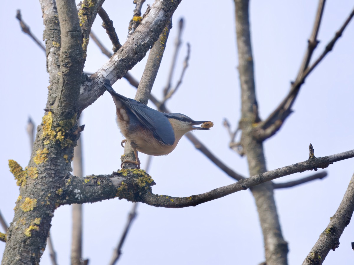 Повзик звичайний - ML647279569