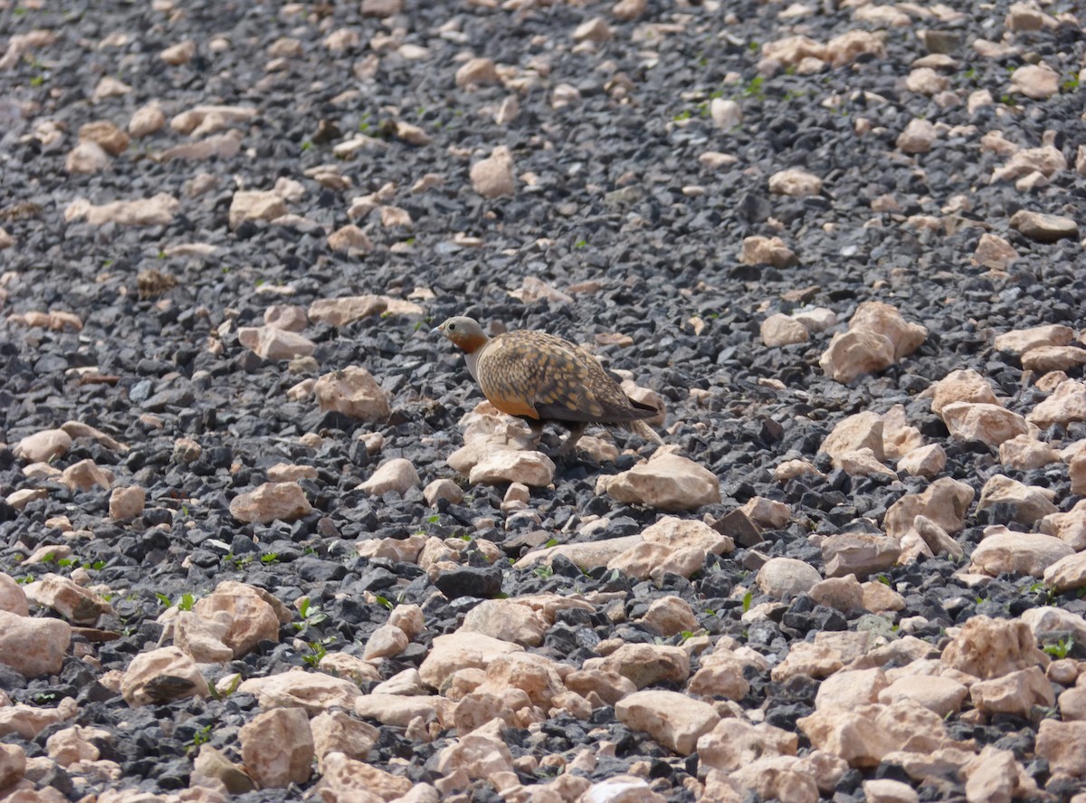Black-bellied Sandgrouse - ML647279581
