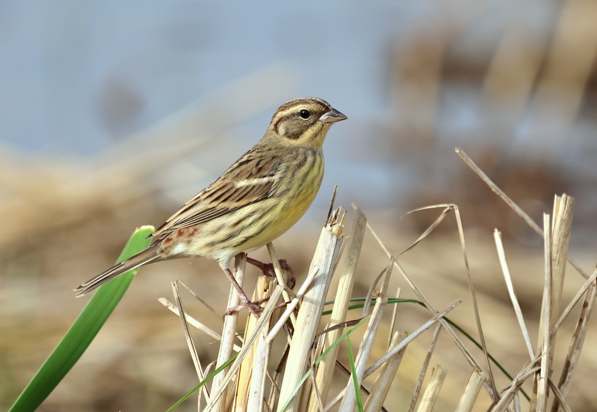 シマアオジ - ML647279602