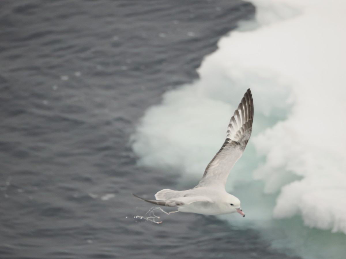 Southern Fulmar - ML647279604