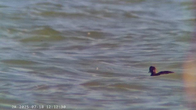 Eared Grebe - ML647279605