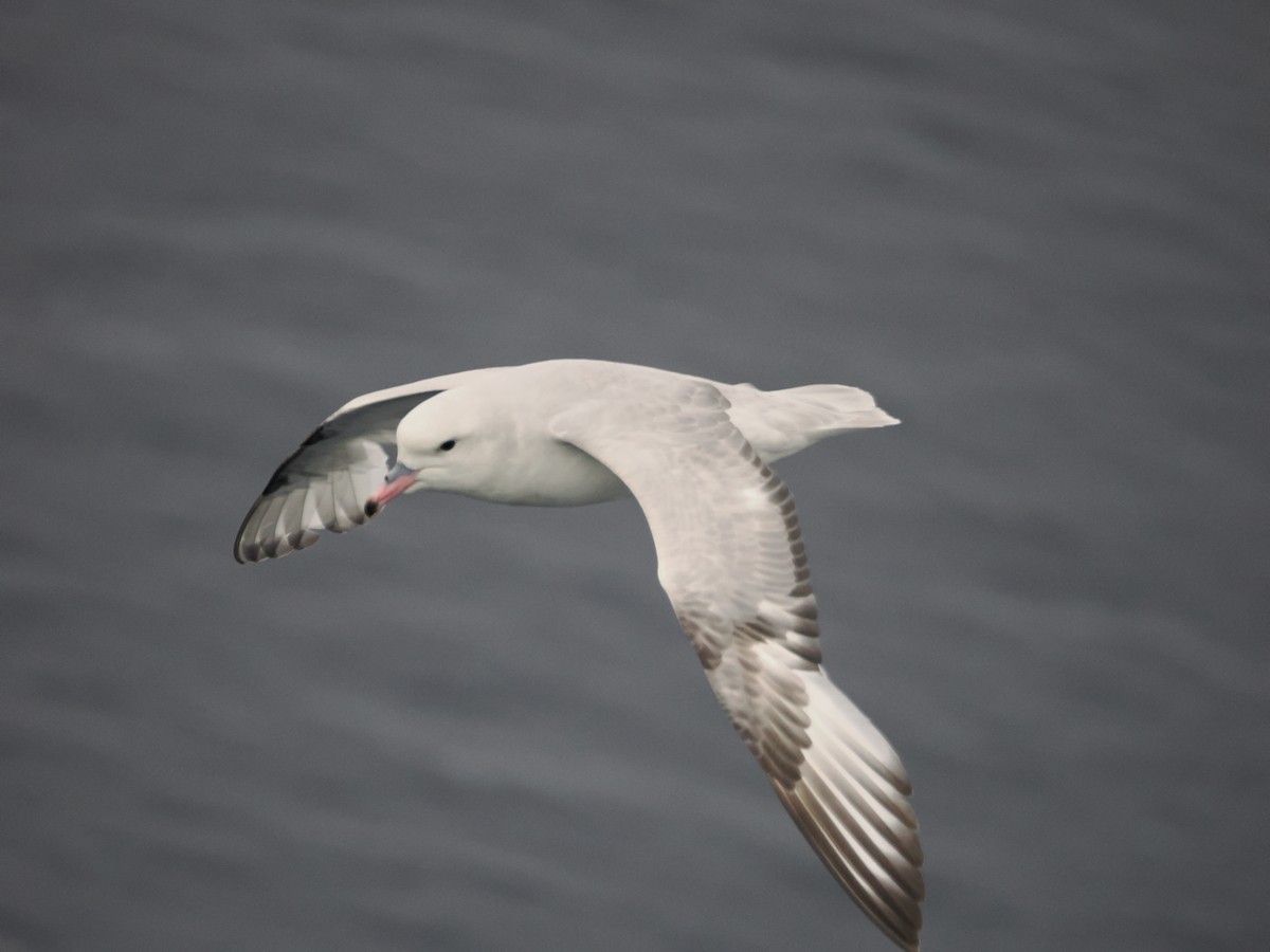 Southern Fulmar - ML647279606