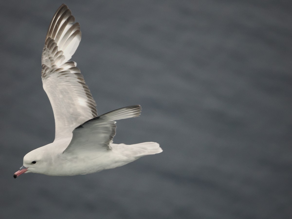 Southern Fulmar - ML647279607