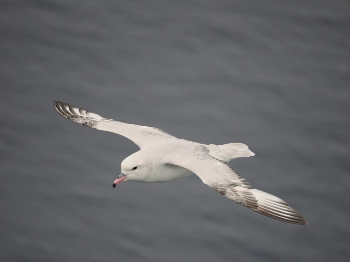Southern Fulmar - ML647279608