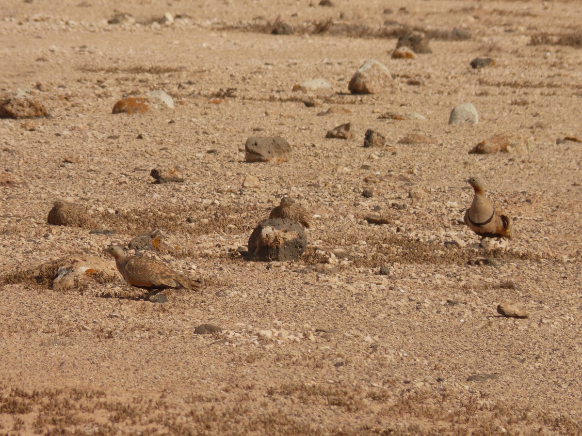 Black-bellied Sandgrouse - ML647279613