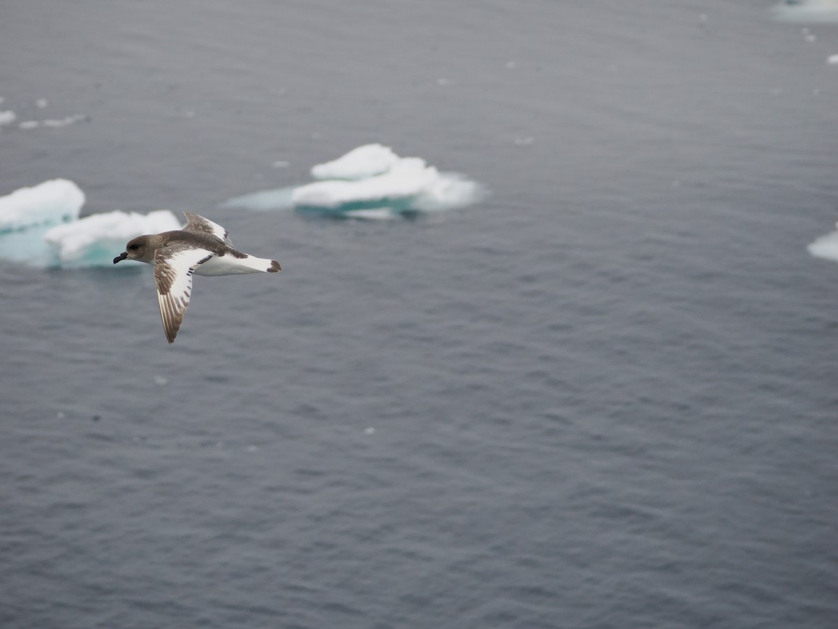 Antarctic Petrel - ML647279615