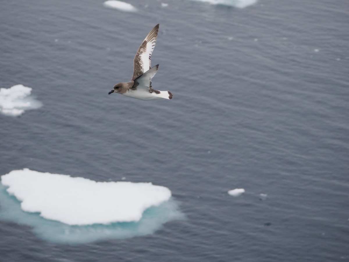 Antarctic Petrel - ML647279616