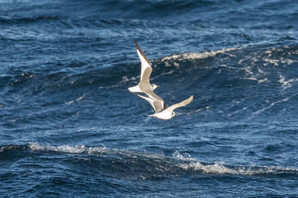 Gaviota de Sabine - ML647279624