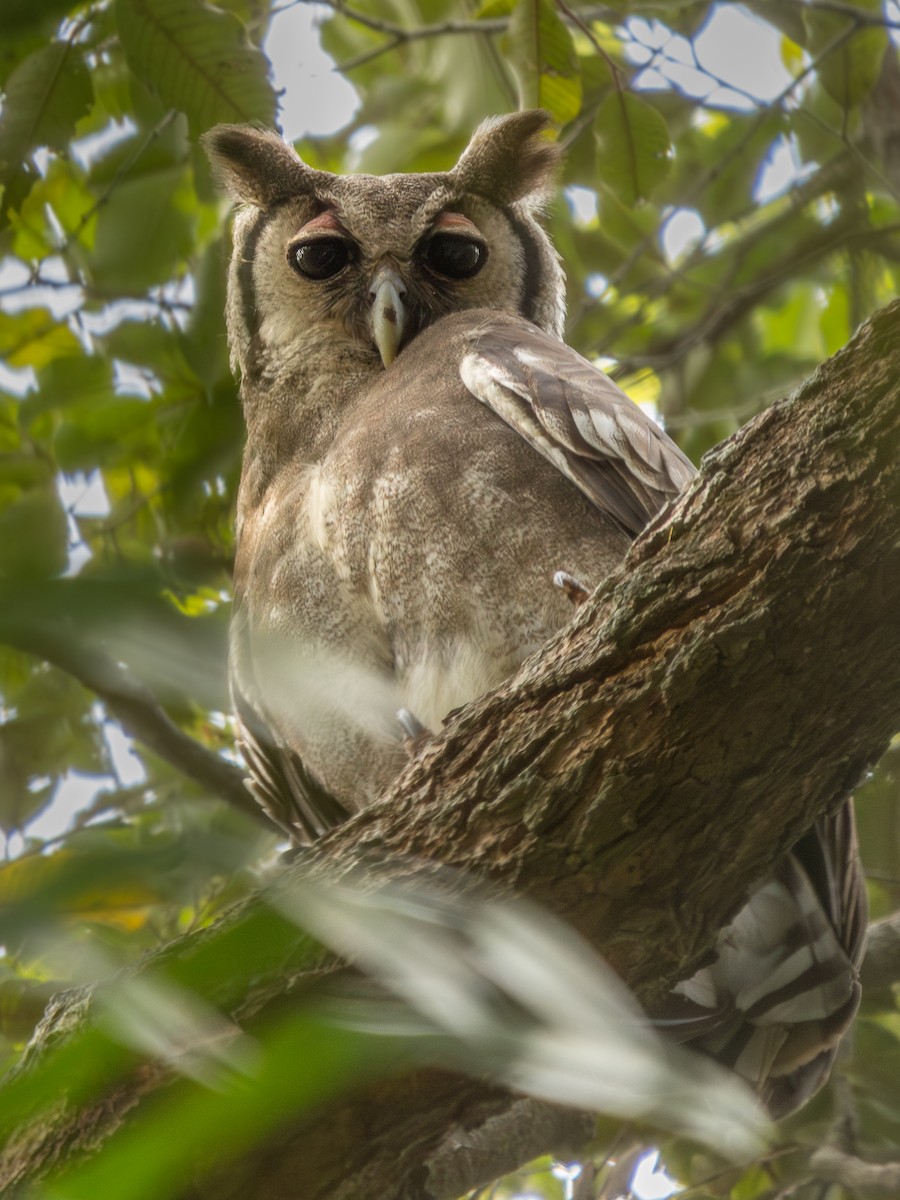 Verreaux's Eagle-Owl - ML647279625