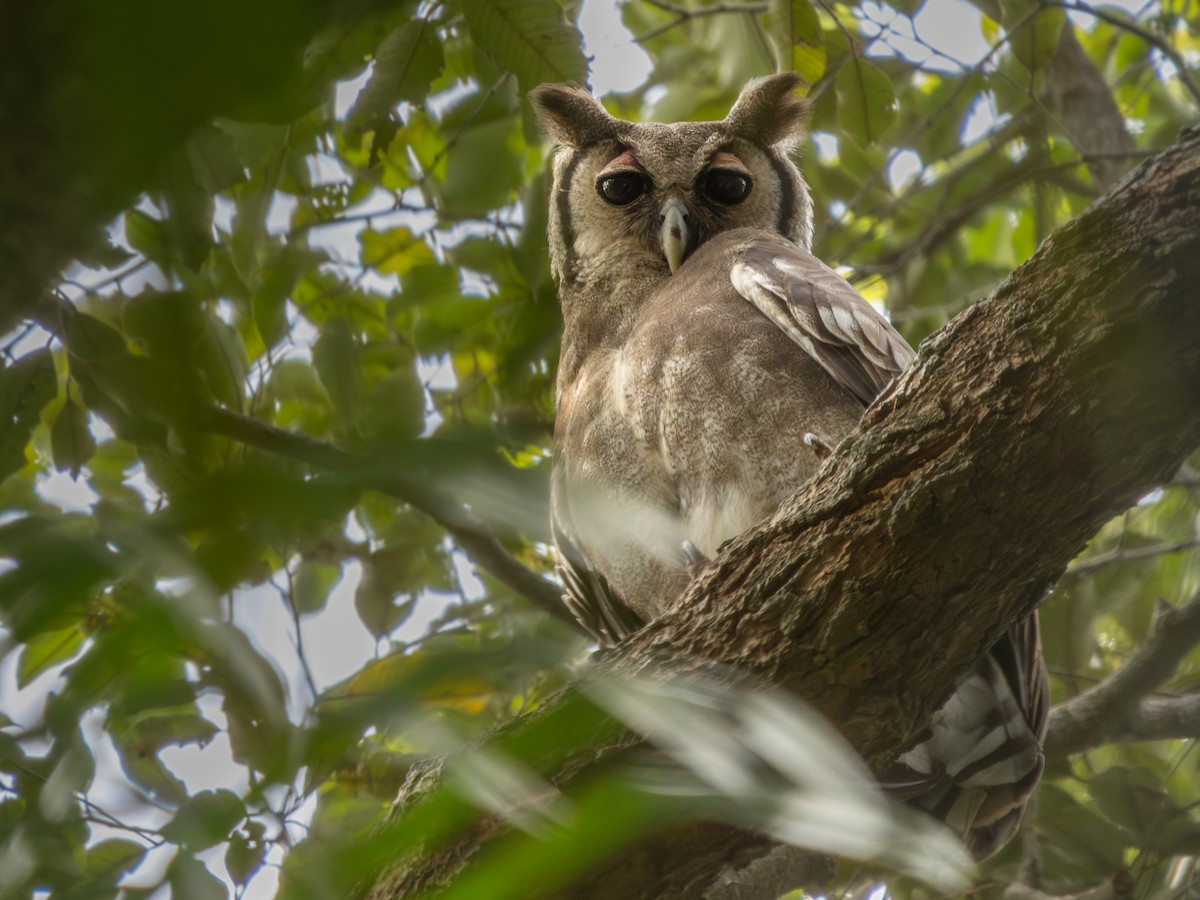 Verreaux's Eagle-Owl - ML647279626