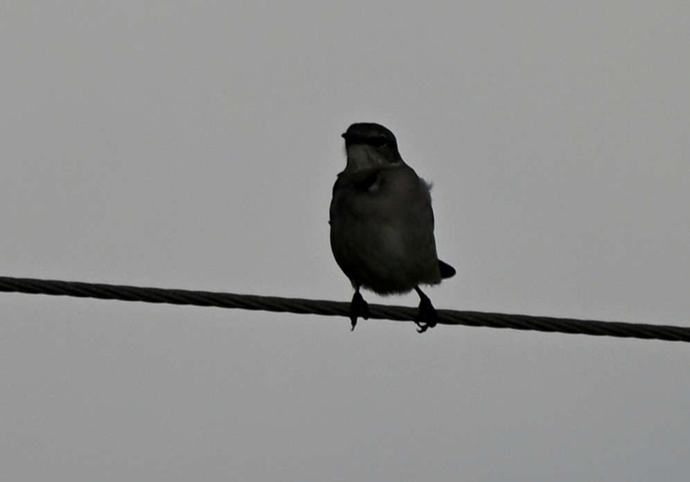 Northern Mockingbird - ML647279637