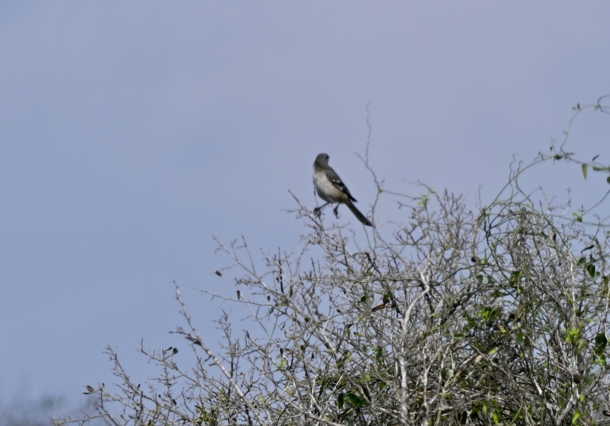 Northern Mockingbird - ML647279638
