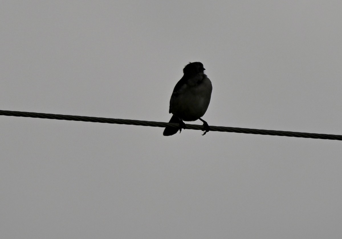 Northern Mockingbird - ML647279639