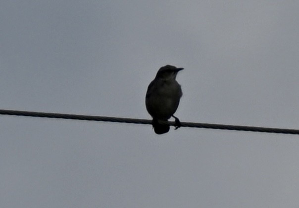 Northern Mockingbird - ML647279641
