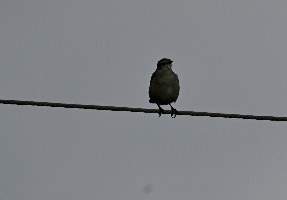 Northern Mockingbird - ML647279642