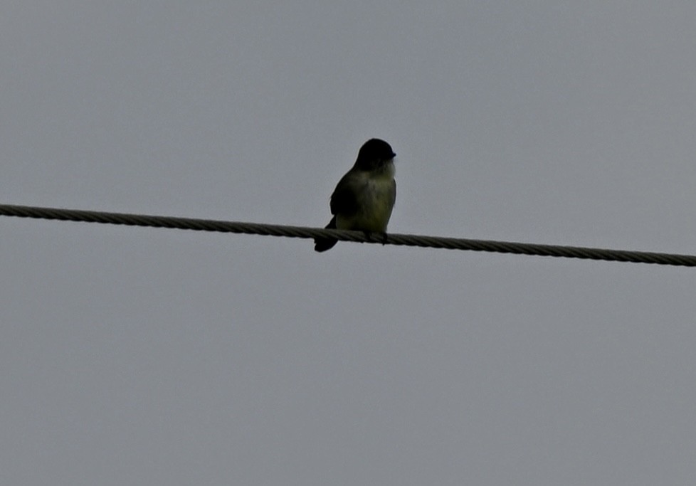 Eastern Phoebe - ML647279643