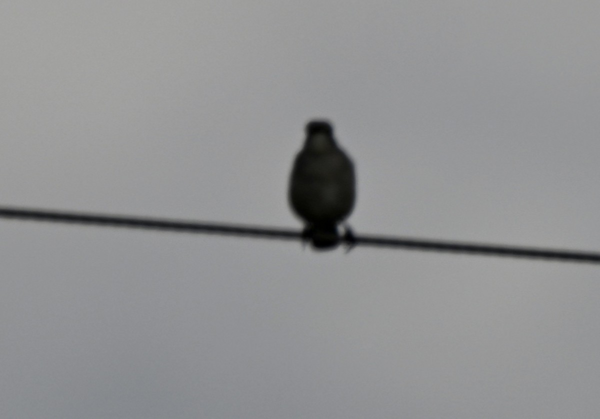 Northern Mockingbird - ML647279644