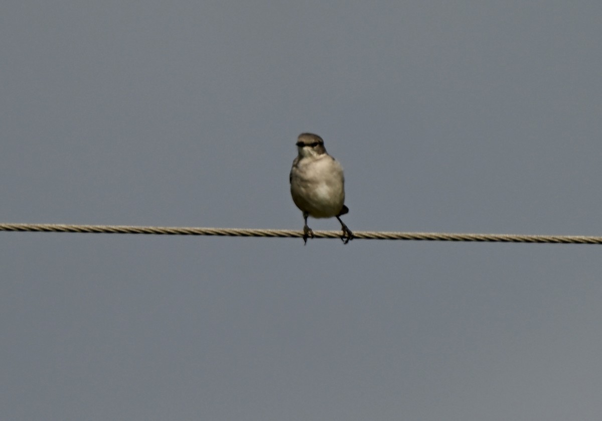 Northern Mockingbird - ML647279645
