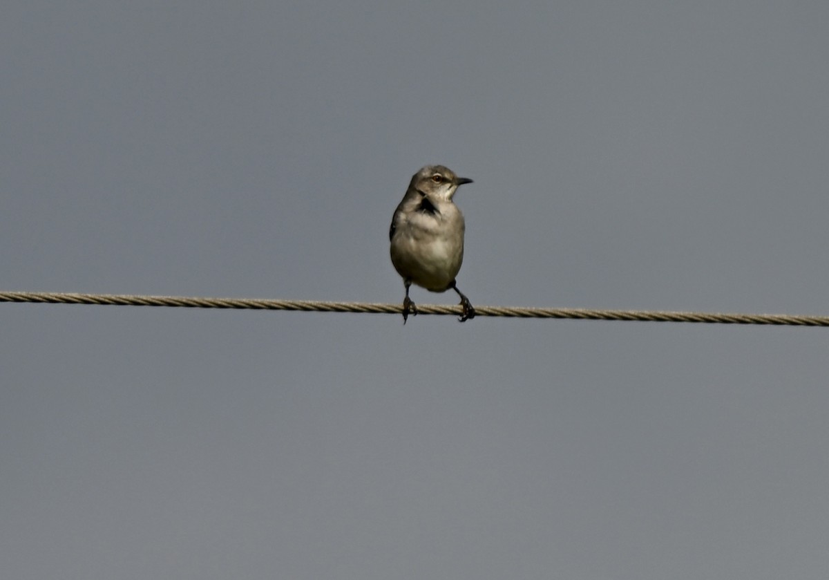 Northern Mockingbird - ML647279646