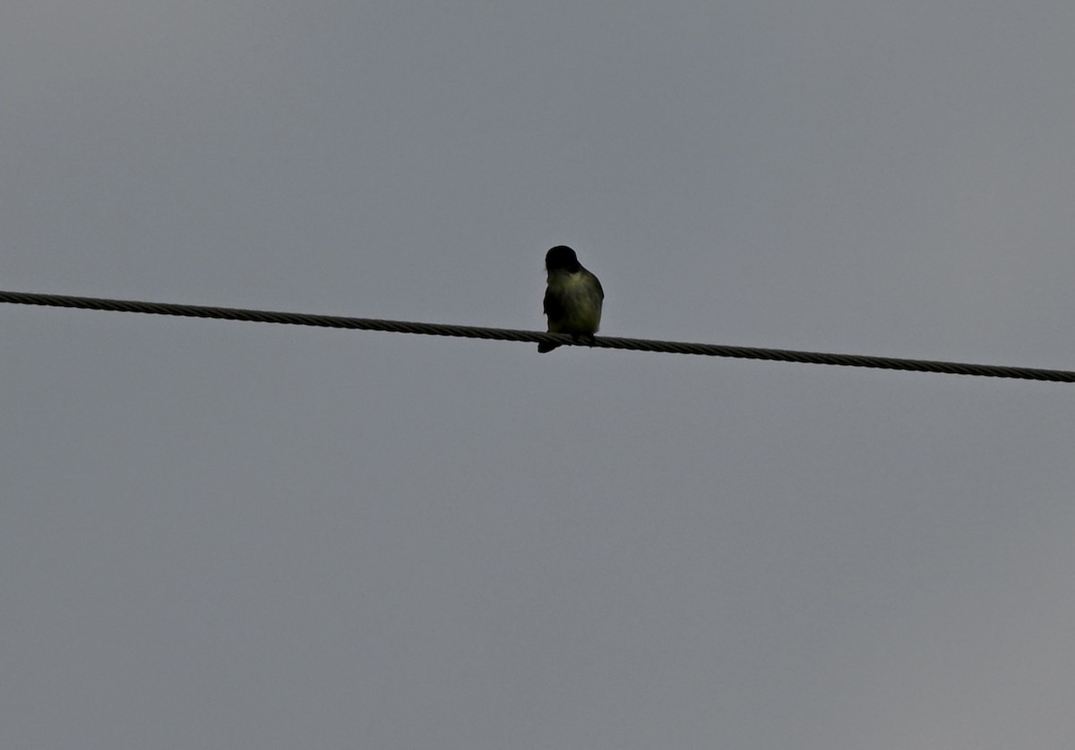 Eastern Phoebe - ML647279647