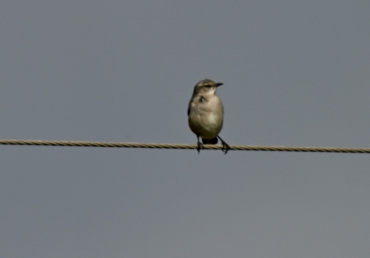 Northern Mockingbird - ML647279648