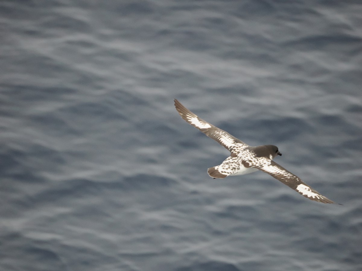 Pintado Petrel (Antarctic) - ML647279649