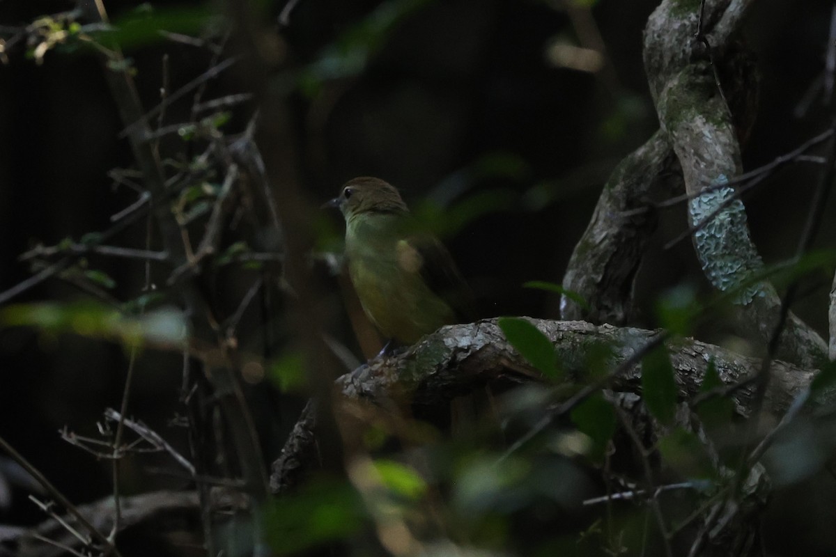 Yellow-bellied Greenbul - ML647279651