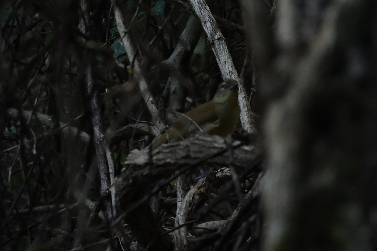 Yellow-bellied Greenbul - ML647279652