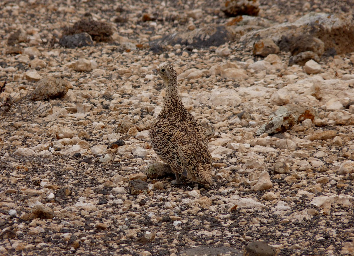 Black-bellied Sandgrouse - ML647279661