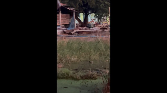 Eurasian Moorhen - ML647279665