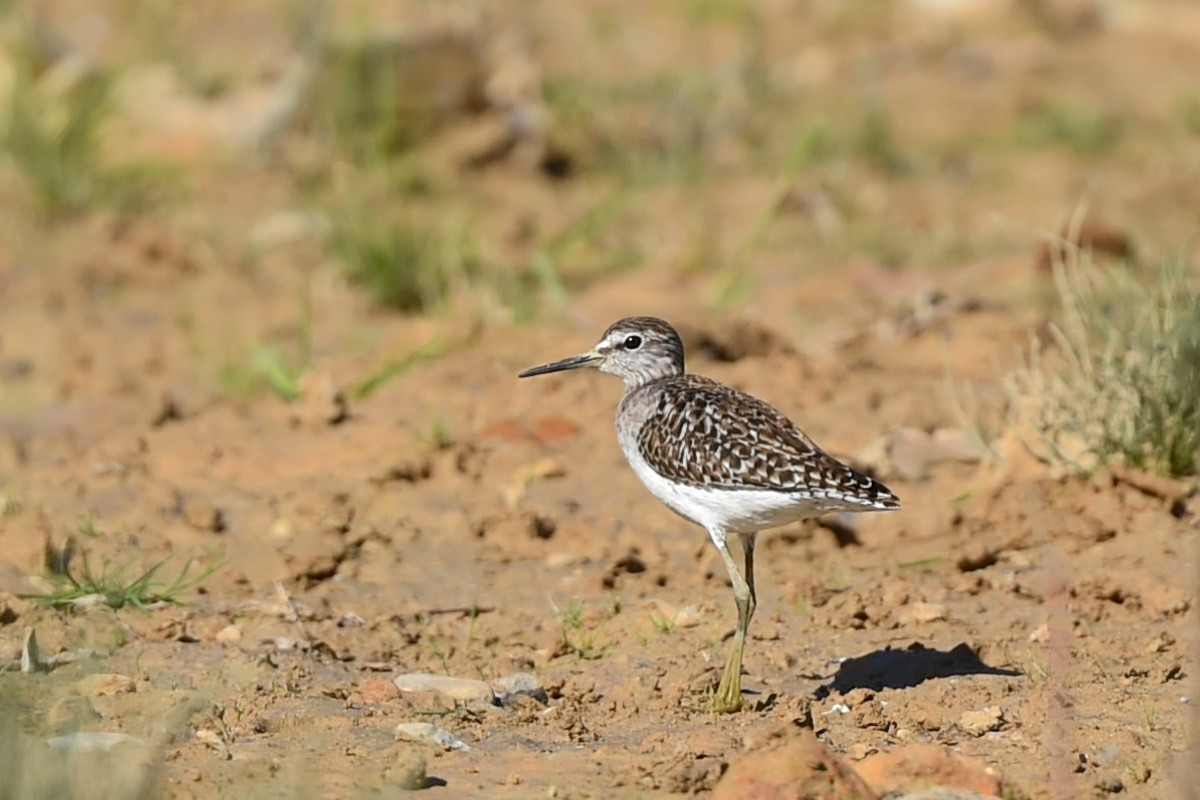 タカブシギ - ML647279673