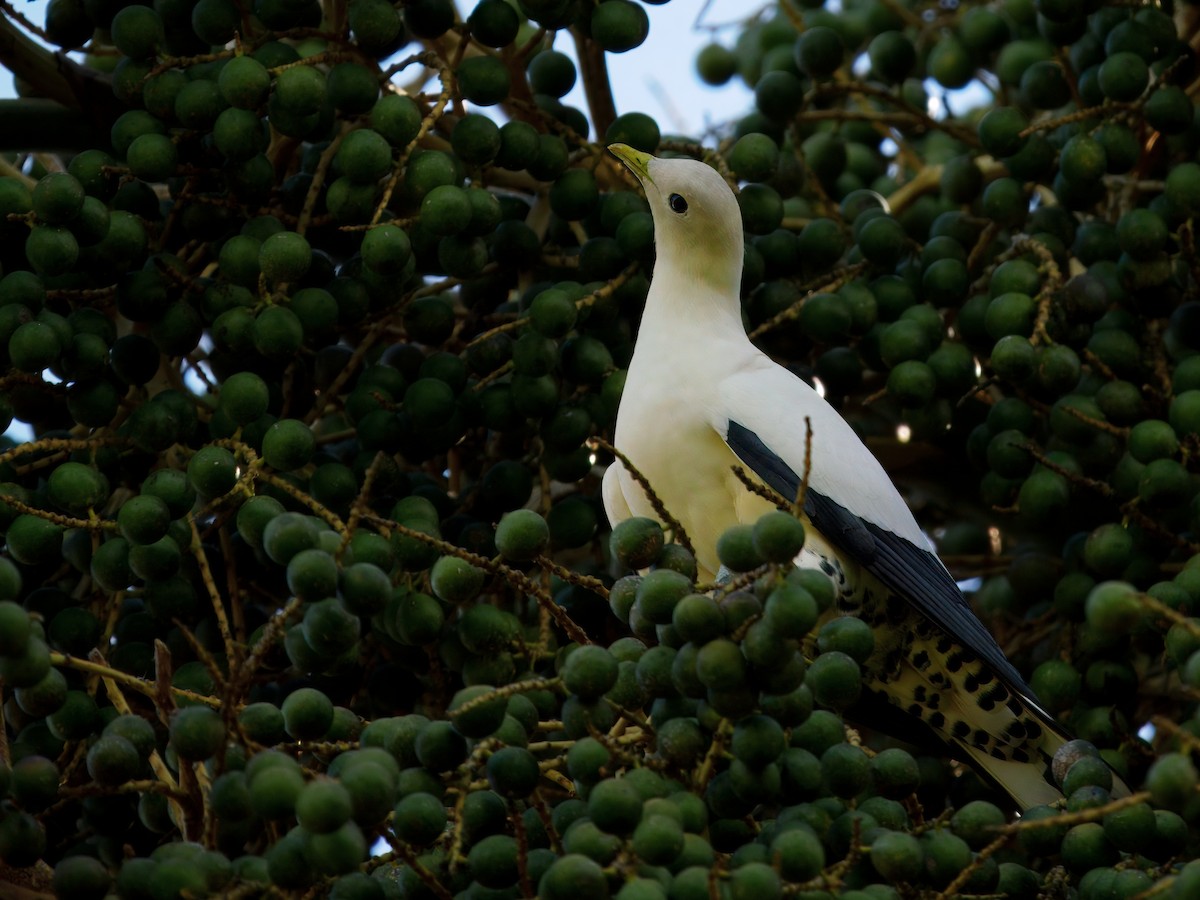Torresian Imperial-Pigeon - ML647279674