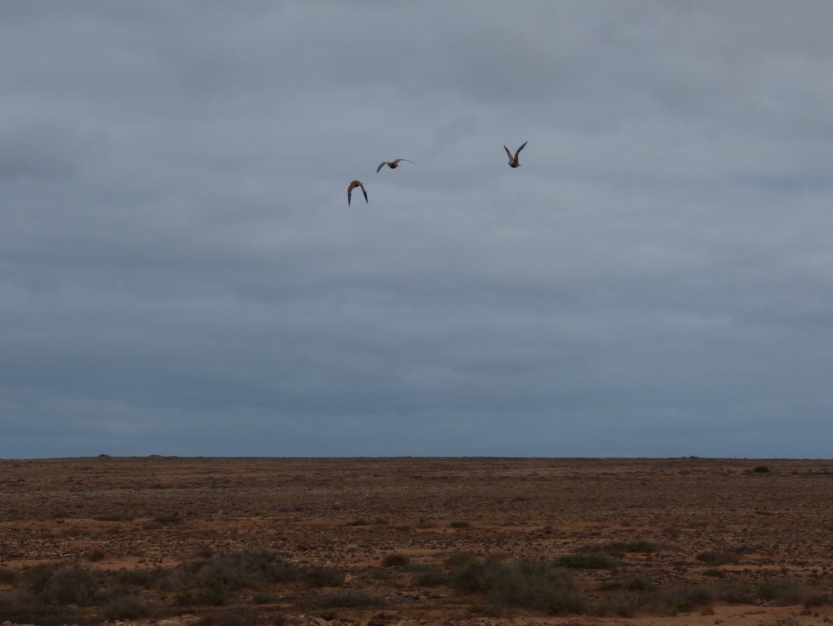 Black-bellied Sandgrouse - ML647279677