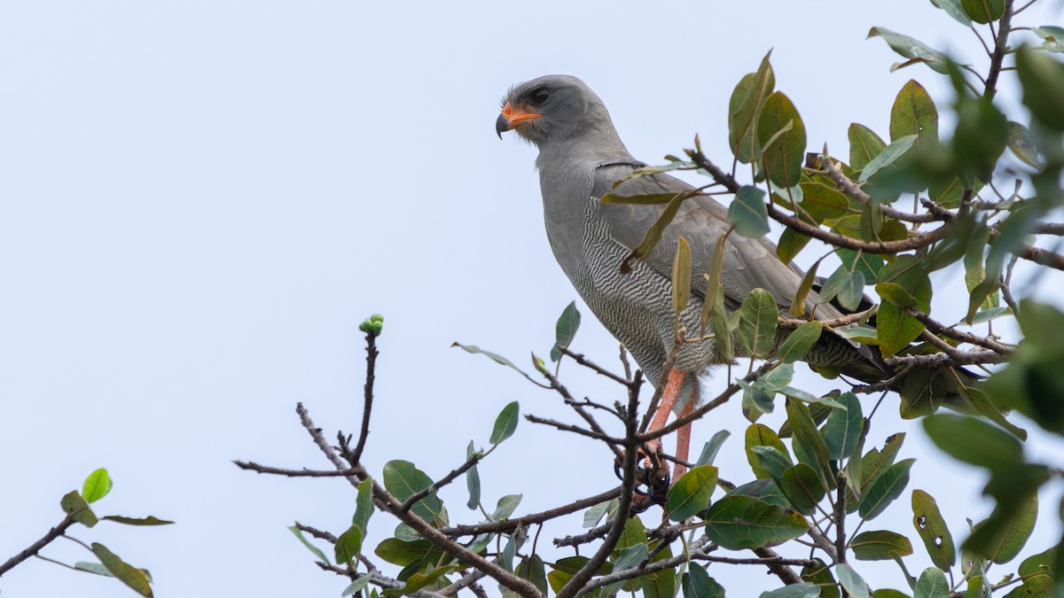 Тёмный певчий ястреб - ML647279683