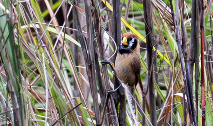 Black-breasted Parrotbill - ML647279685