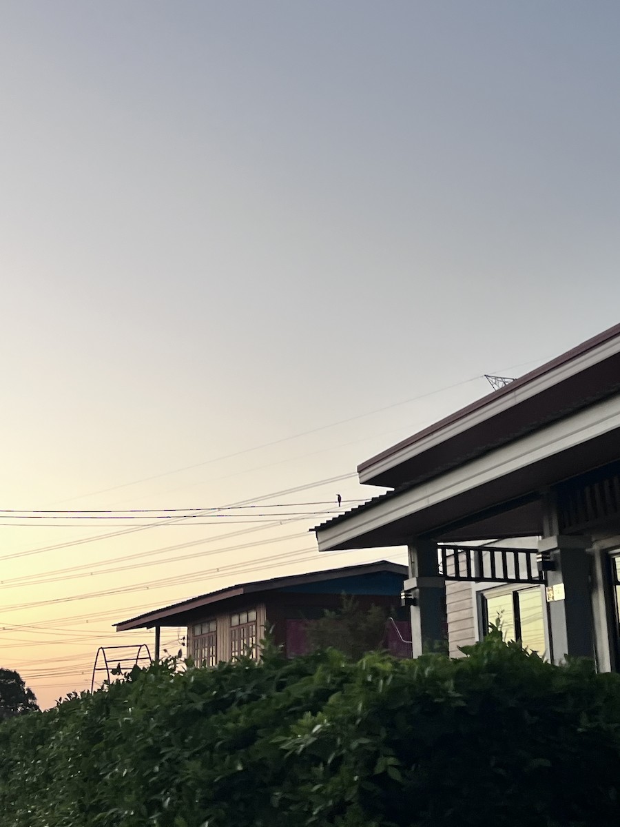 White-throated Kingfisher - ML647279700