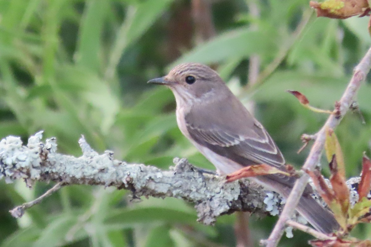 Spotted Flycatcher - ML647279704