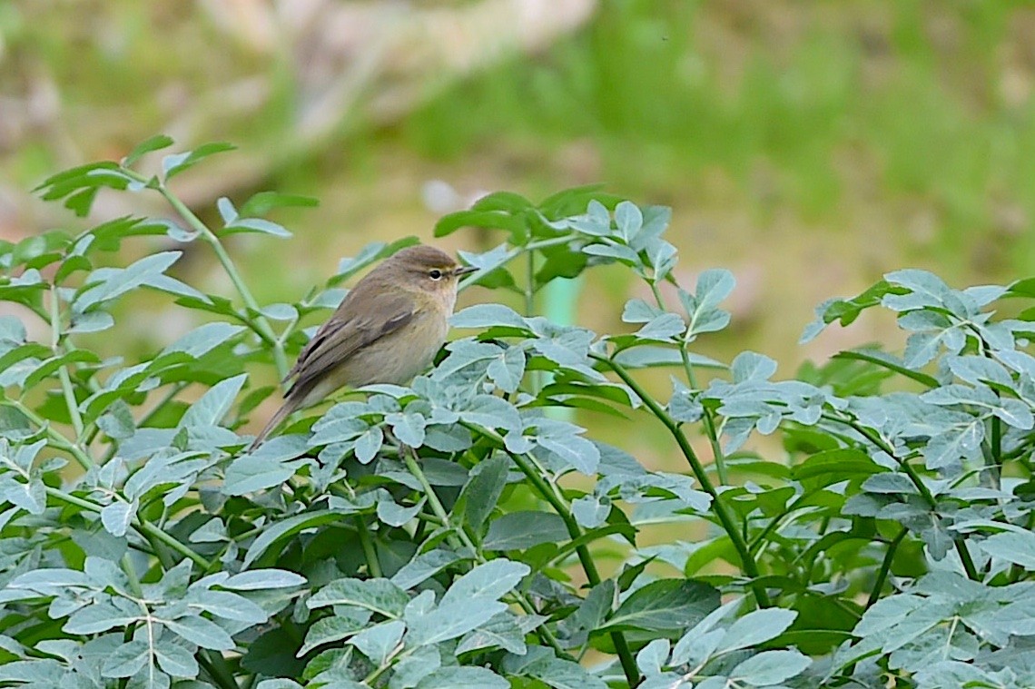 Common Chiffchaff - ML647279705