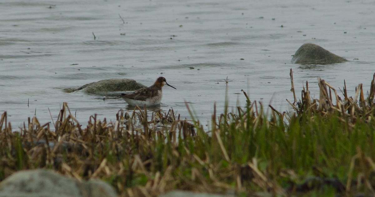 Wilson's Phalarope - ML647279707